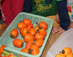 パートさんが子供達にと、たくさんしぶ柿をくださいました。